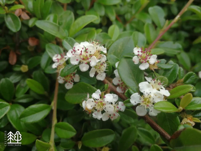 Cotoneaster dammeri